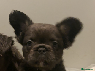 French Bulldog dogs French Bulldog Puppys - Advert 12