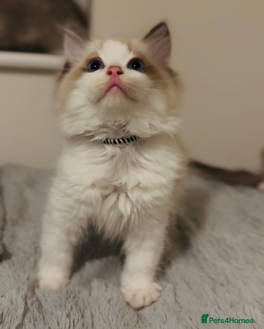 Ragdoll cats for sale: 💙🐾Tica full Pedigree🐾EU Ragdoll 🐱🐾DNA Clear - Image 12