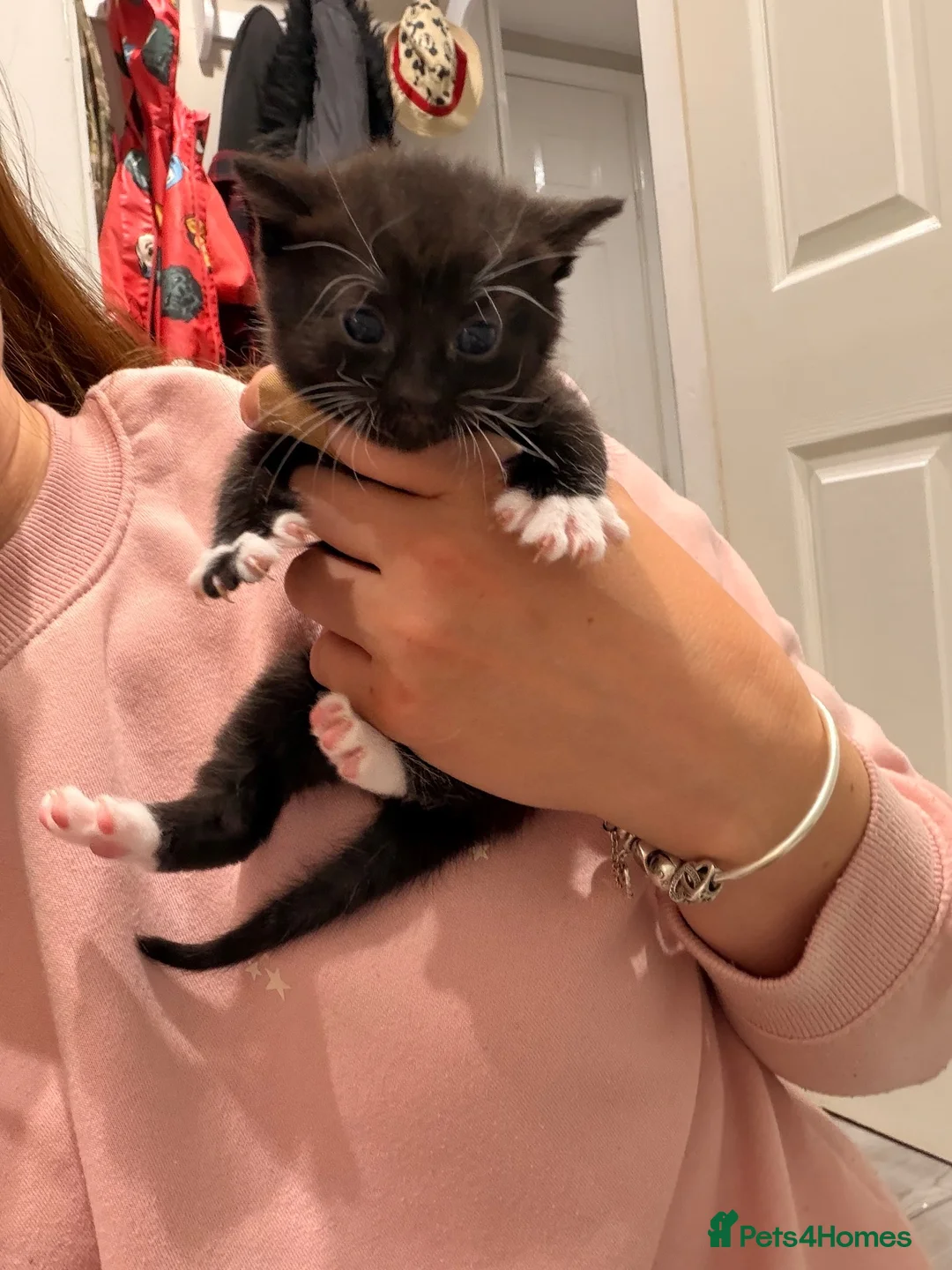 Mixed Breed cats for sale: 2 gorgeous kittens remaining  - Advert 2