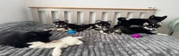 Mixed Breed dogs for sale: Crufts Line Husky x Malamute - Health tested 🐾 - Advert 5