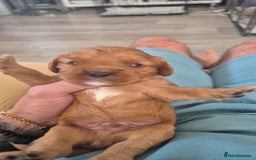 Cavalier King Charles Spaniel dogs for sale: beautiful ruby king charles cavalier  - Image 5