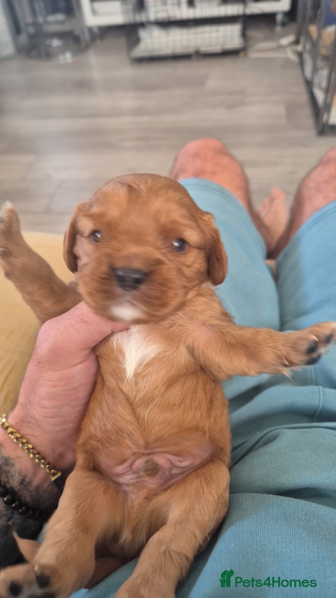 Cavalier King Charles Spaniel dogs for sale: beautiful ruby king charles cavalier  - Image 5