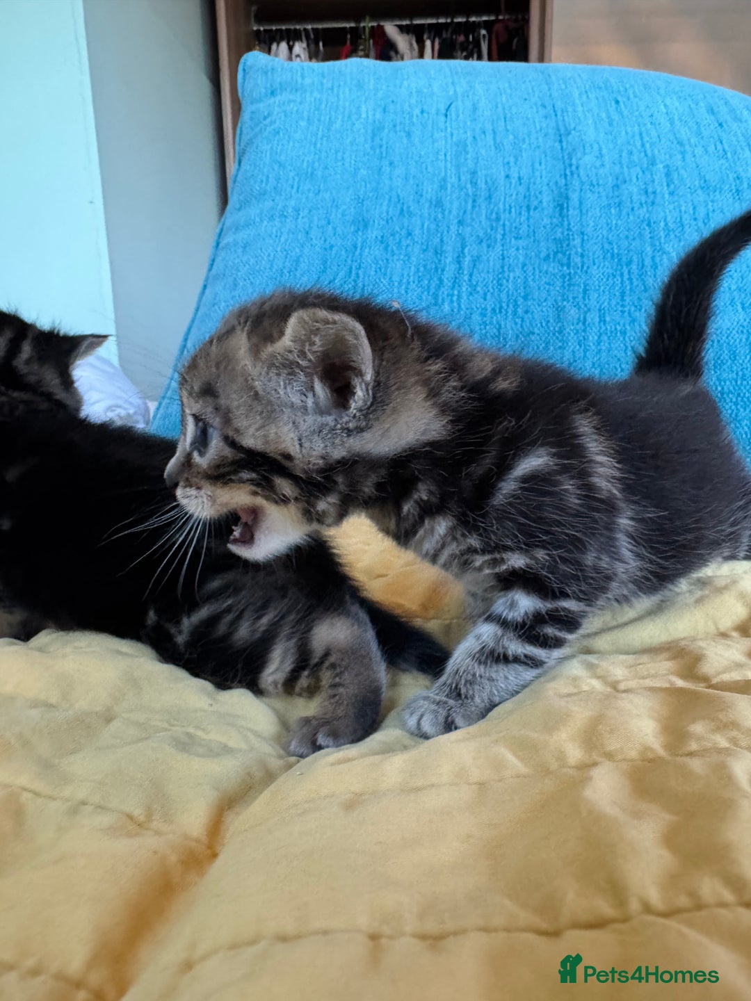 Bengal cats for sale: 3/4 bengal 1/4BSH - Advert 21