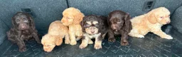 Cockapoo dogs for sale: Cockerpoo puppies  in Peterborough - Advert 9