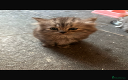 Persian cats for sale: Persian kittens - Image 4