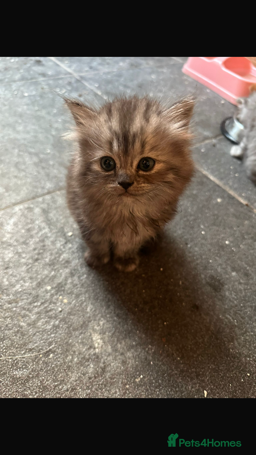 Persian cats for sale: Persian kittens - Image 4