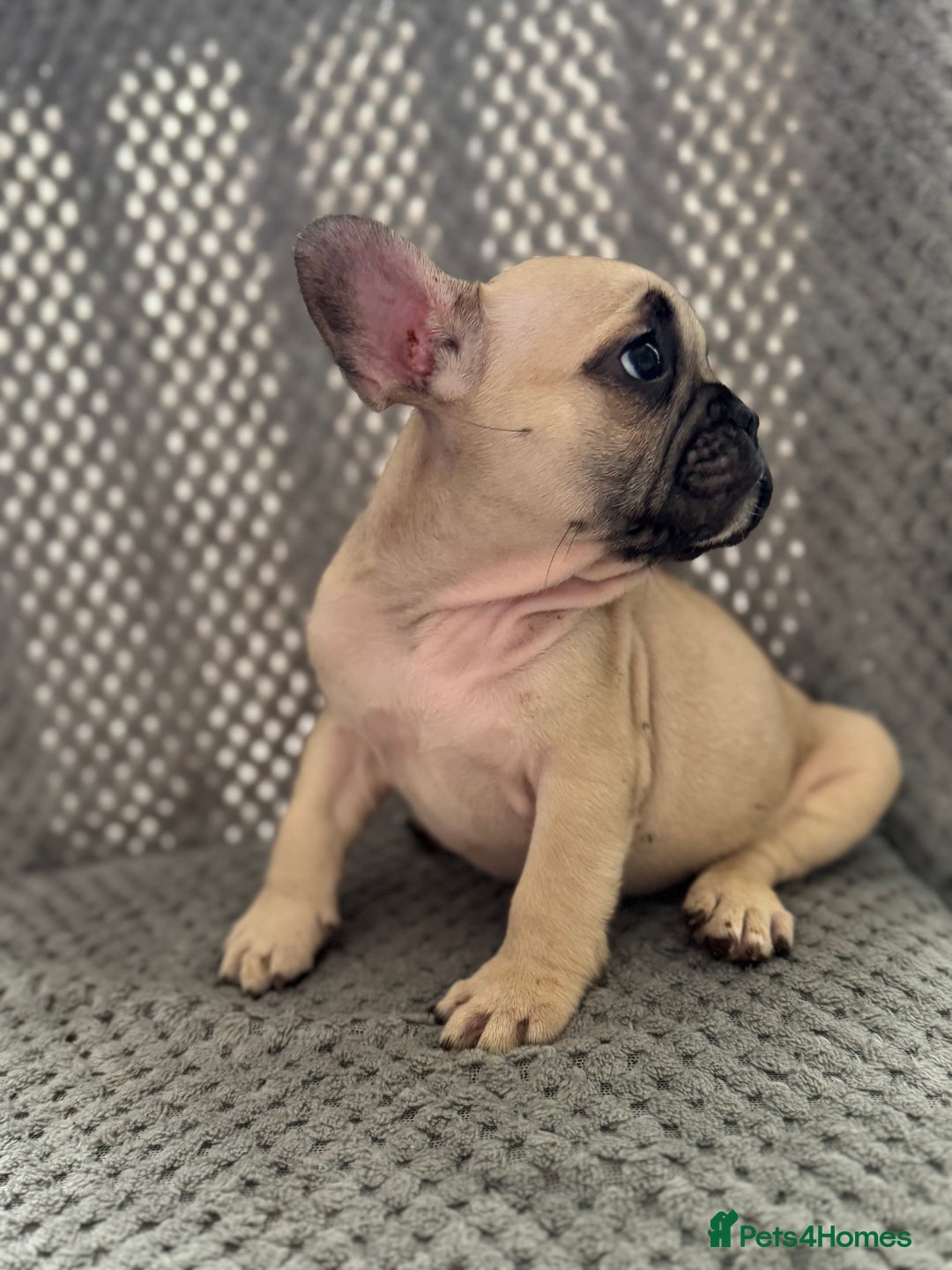French Bulldog dogs for sale: FRENCH BULLDOG 🐶 - Advert 20