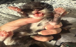 British Shorthair cats for sale: 1 left girl kittens ready oct super cute  - Image 1