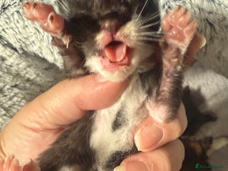 British Shorthair cats - Advert 22