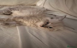 Ragdoll cats for sale: Ragdoll x Maincoone loving babies - Image 6