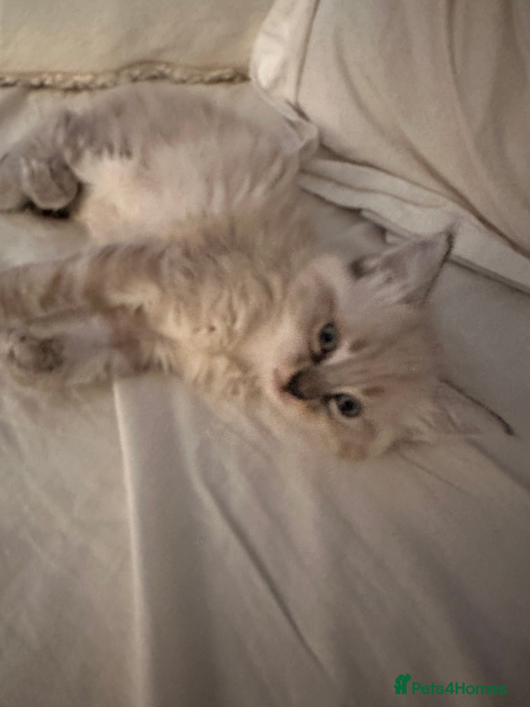 Ragdoll cats for sale: Ragdoll x Maincoone loving babies - Image 6