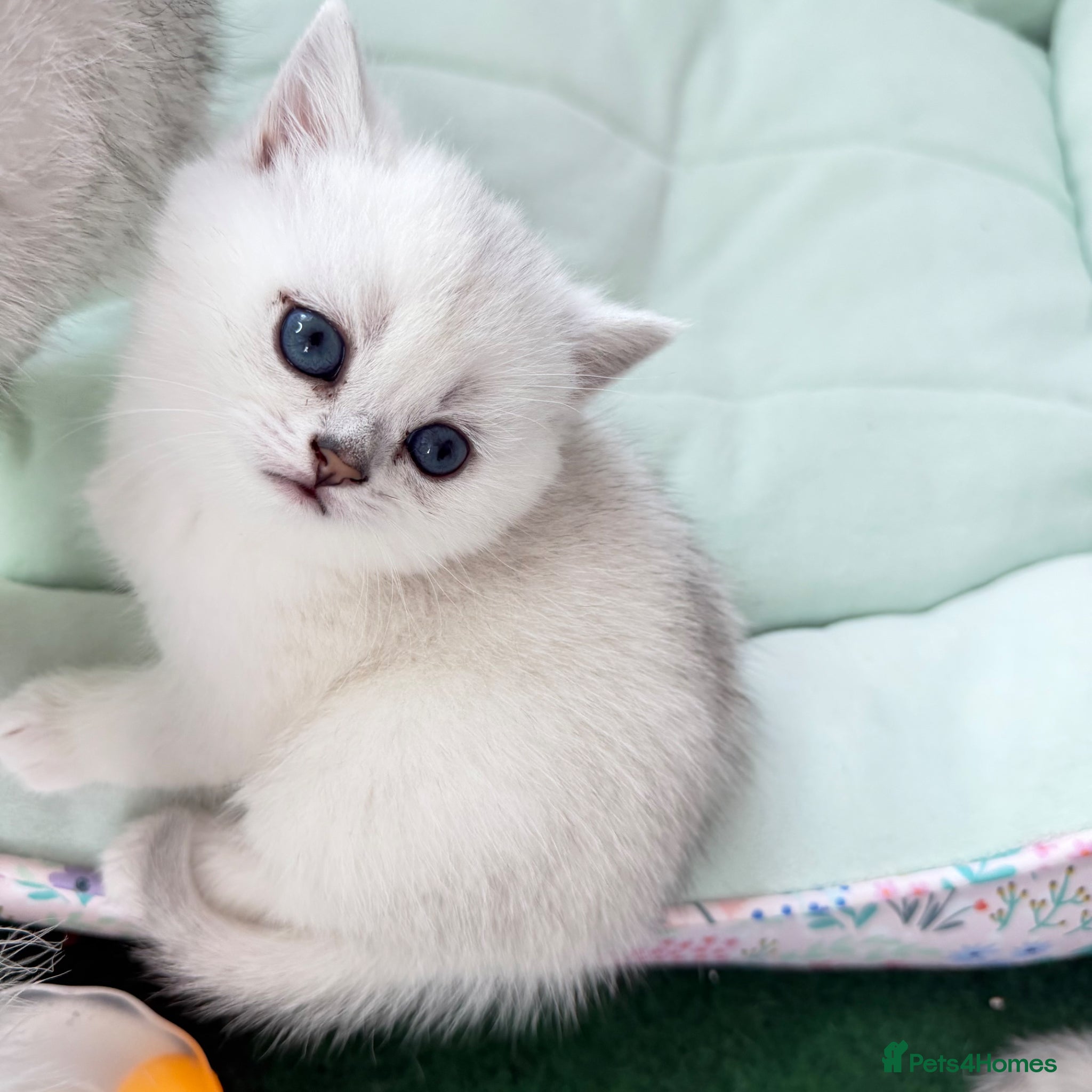 British Shorthair cats for sale: British Shorthair Chinchilla (Silver Shaded) boy  - Advert 3