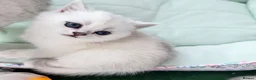 British Shorthair cats for sale: 😻TICA British Shorthair kittens 😻 - Advert 11