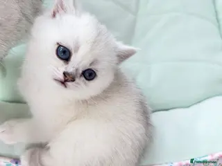British Shorthair cats for sale: British Shorthair Chinchilla (Silver Shaded) boy - Advert 3