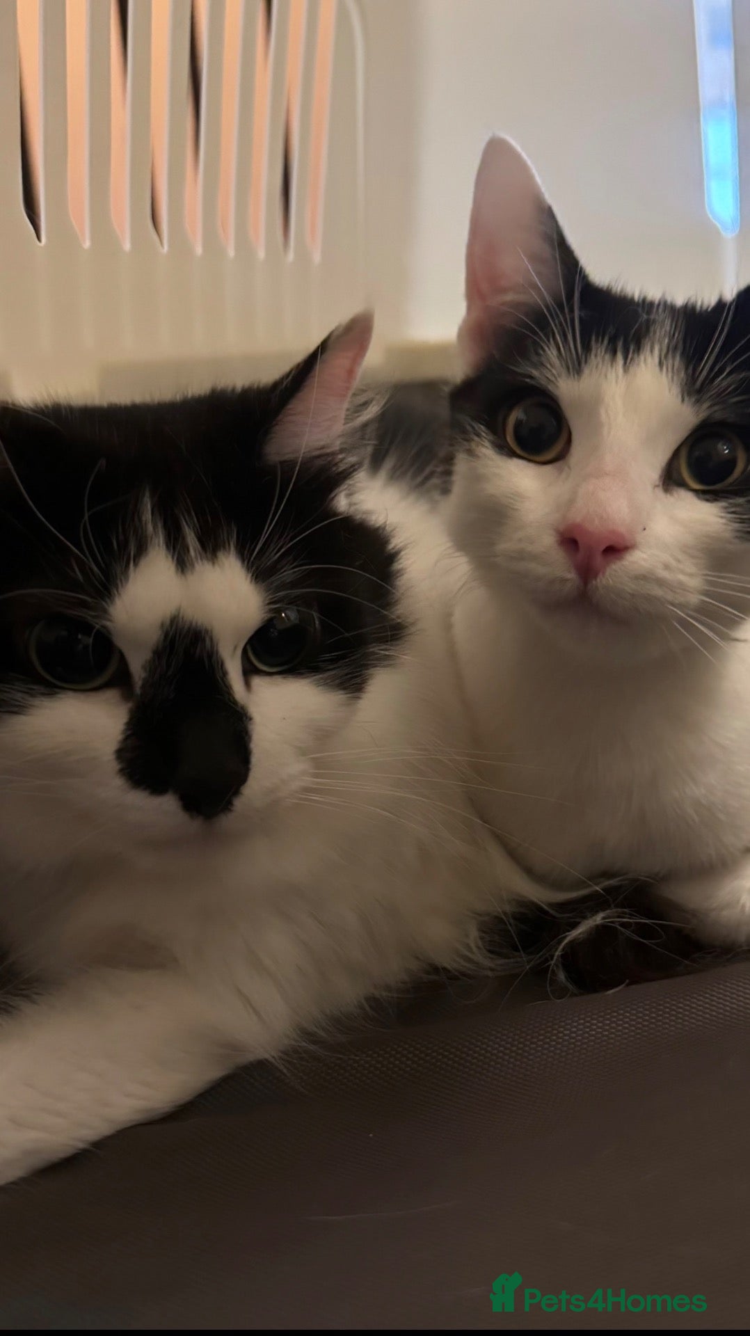 Mixed Breed cats Black and White Mixed Breed Cat - Advert 1