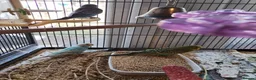 Budgerigars birds for sale: Beautiful baby budgies  - Advert 5