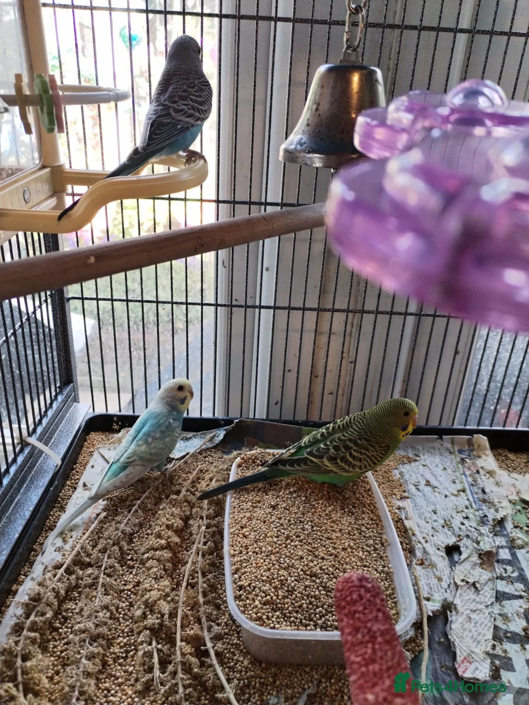 Budgerigars birds for sale: Beautiful baby budgies  - Advert 5