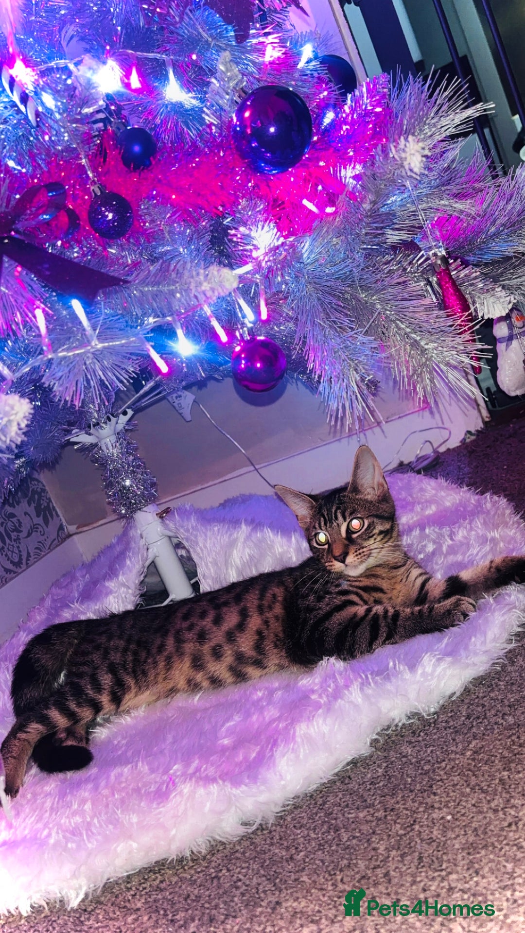 Mixed Breed cats for sale: Bengal cross - Advert 3