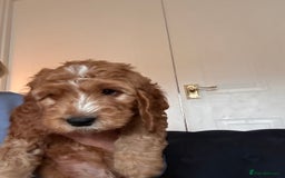 Irish Doodle dogs for sale: READY NOW! Miniature F1 Irish Doodles - Image 35