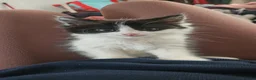 Mixed Breed cats for sale: 4 kittens available 2 girls and two boys  - Advert 8