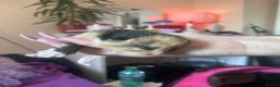 Mixed Breed cats for sale: 3 Beautiful Girls Looking for Their Forever Home in Gillingham - Advert 11