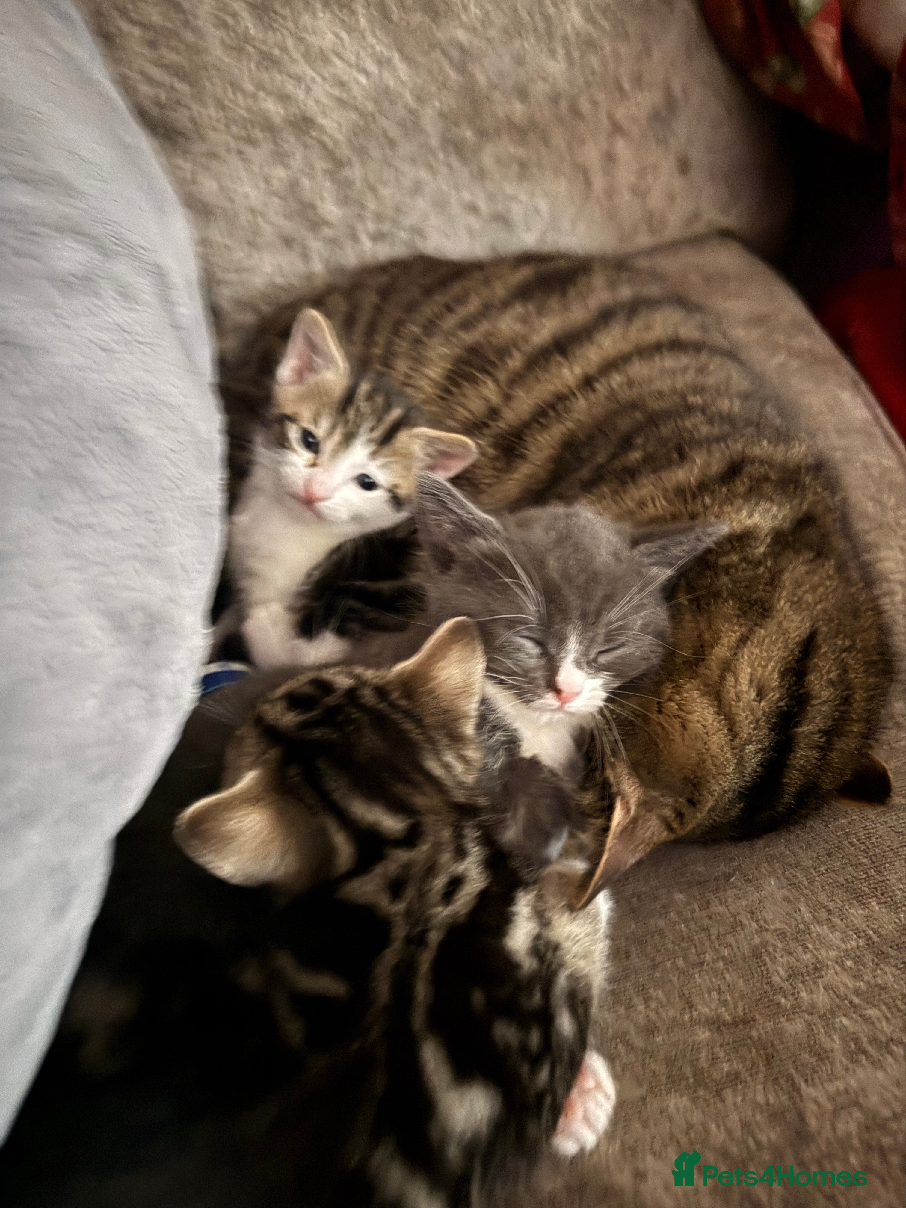 Domestic Shorthair cats 4 beautiful kittens ready for there forever homes  - Advert 1