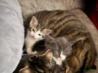Domestic Shorthair cats 4 beautiful kittens ready for there forever homes - Advert 1