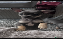 Chihuahua dogs for sale: READY one boy left  (lilac) chihuahua pup left💜🐾 - Image 9