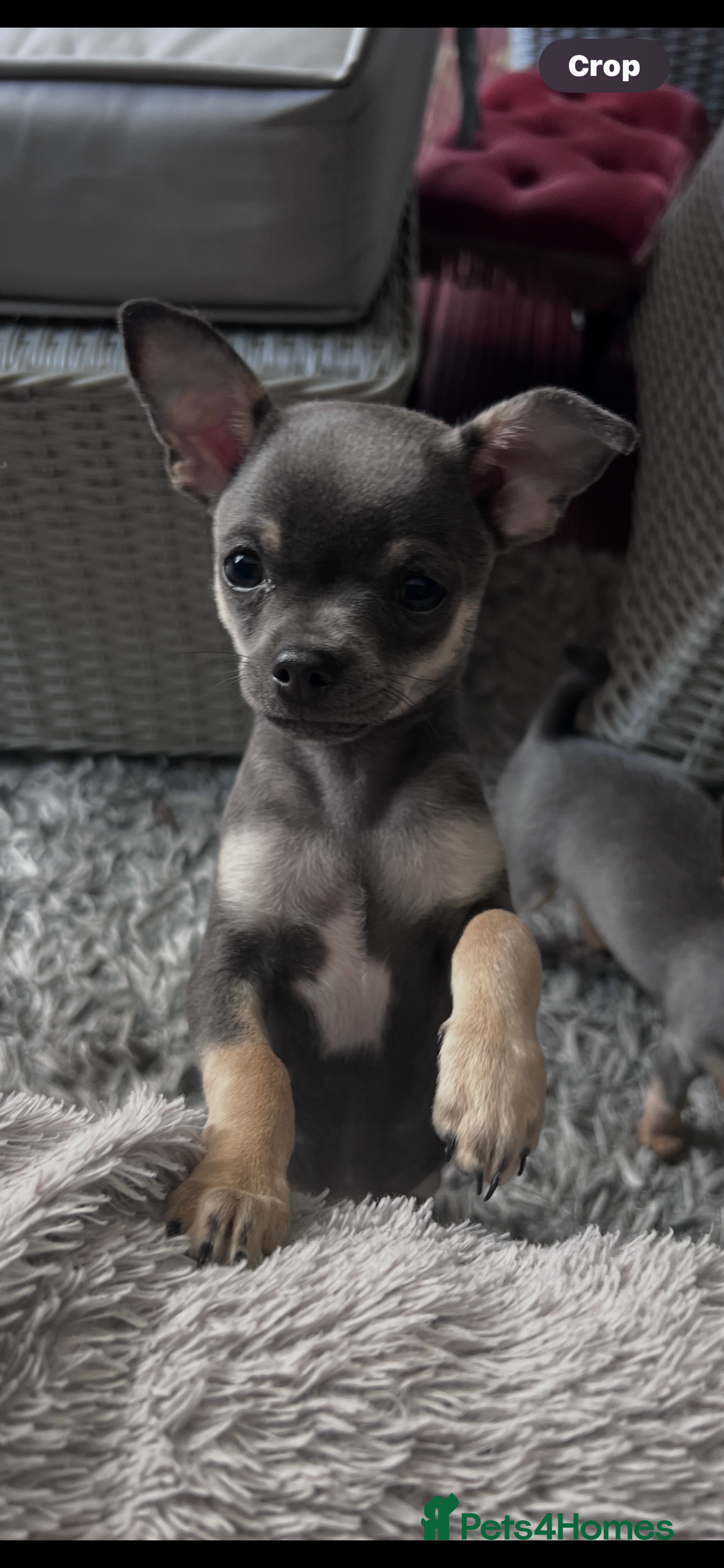 Chihuahua dogs for sale: READY one boy left  (lilac) chihuahua pup left💜🐾 - Image 9