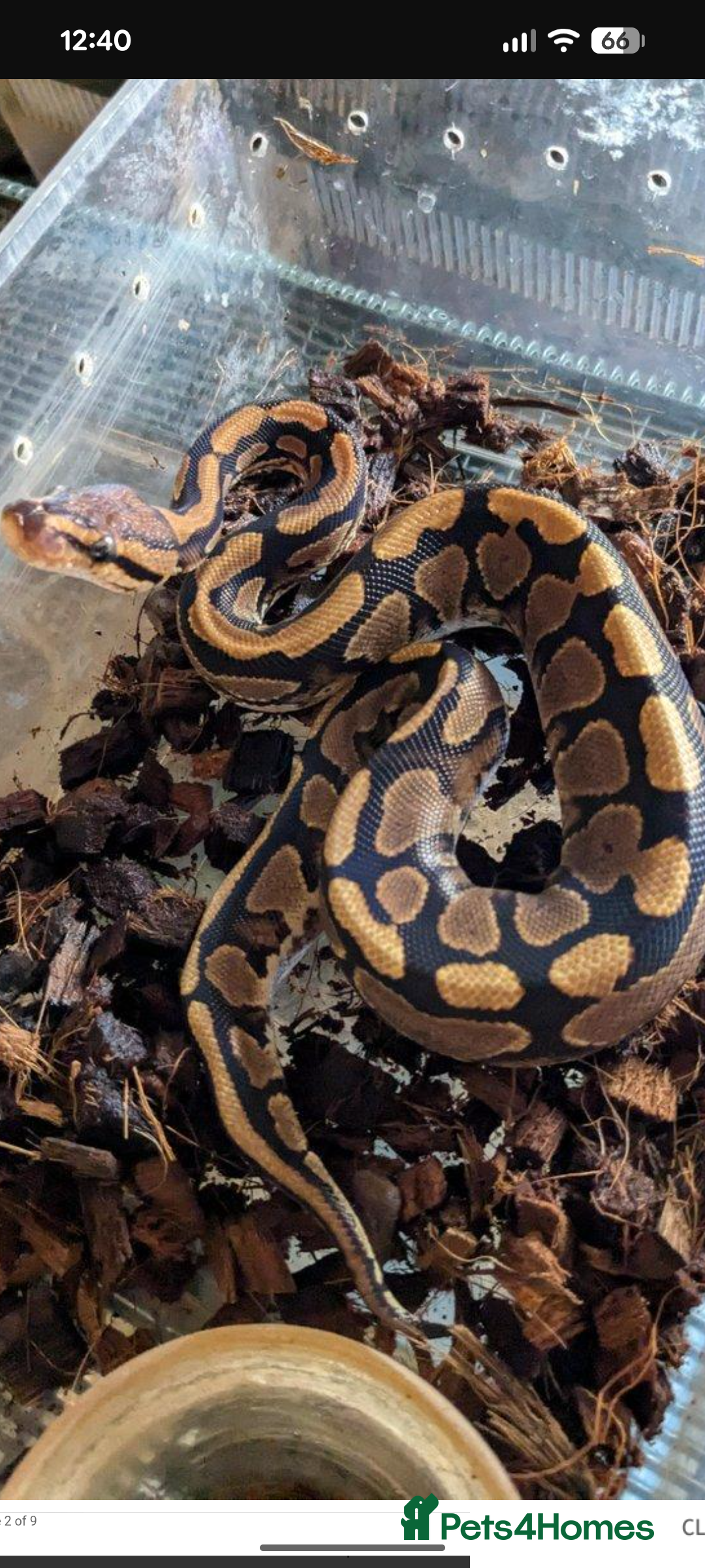 Python Snake reptiles for sale: Various Royal Pythons available  - Advert 3