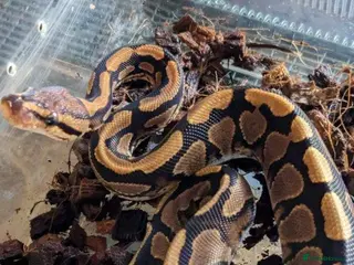 Python Snake reptiles Various Royal Pythons and hognose's available - Advert 23