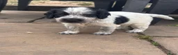 Sprocker dogs for sale: 6 English springer spaniel cross border spaniels  - Advert 5