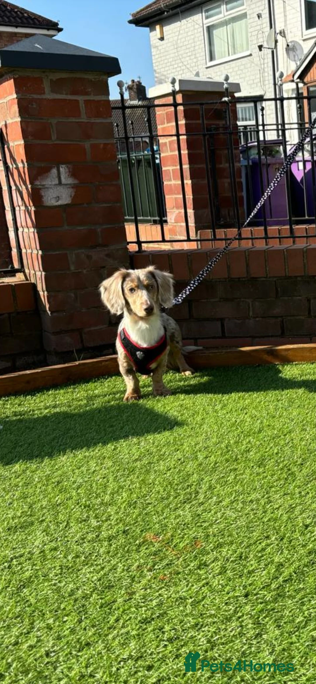 Miniature Dachshund dogs for stud: OUTSTANDING ISABELLA DAPPLE TWEED in Liverpool - Advert 3