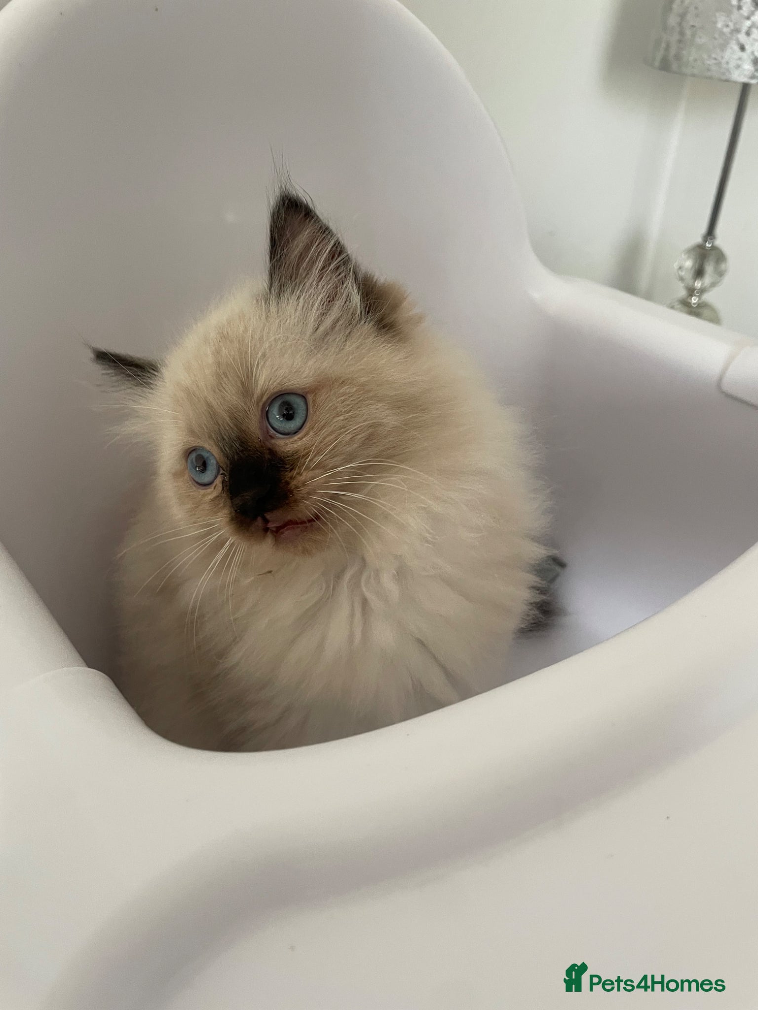 Ragdoll cats FEMALE ragdoll kitten - Advert 13