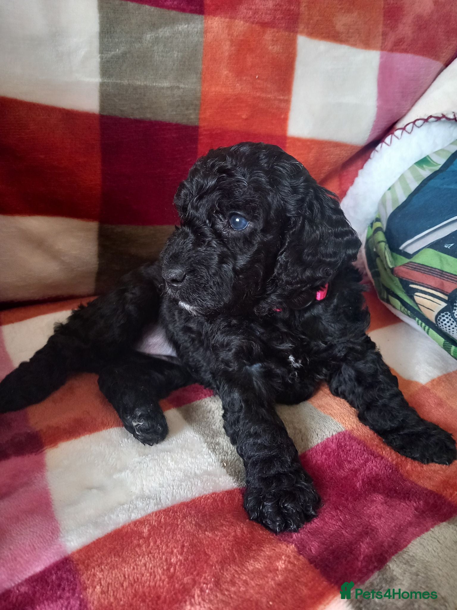 Cockapoo dogs 6 adorable Cockerpoo pups  - Advert 2