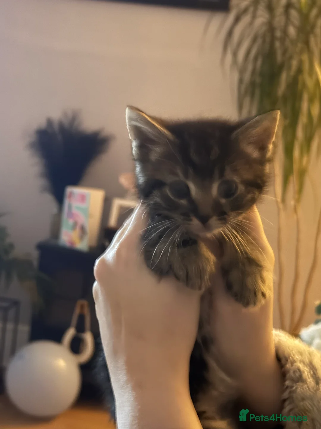 Mixed Breed cats for sale: 5 gorgeous kittens  - Advert 2