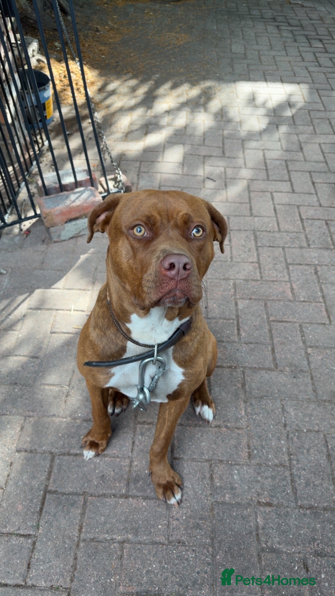 Mixed Breed dogs Cane corso x Doberman female  - Advert 4
