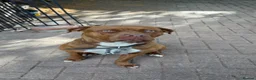 Mixed Breed dogs for sale: Cane corso x Doberman female  - Advert 1