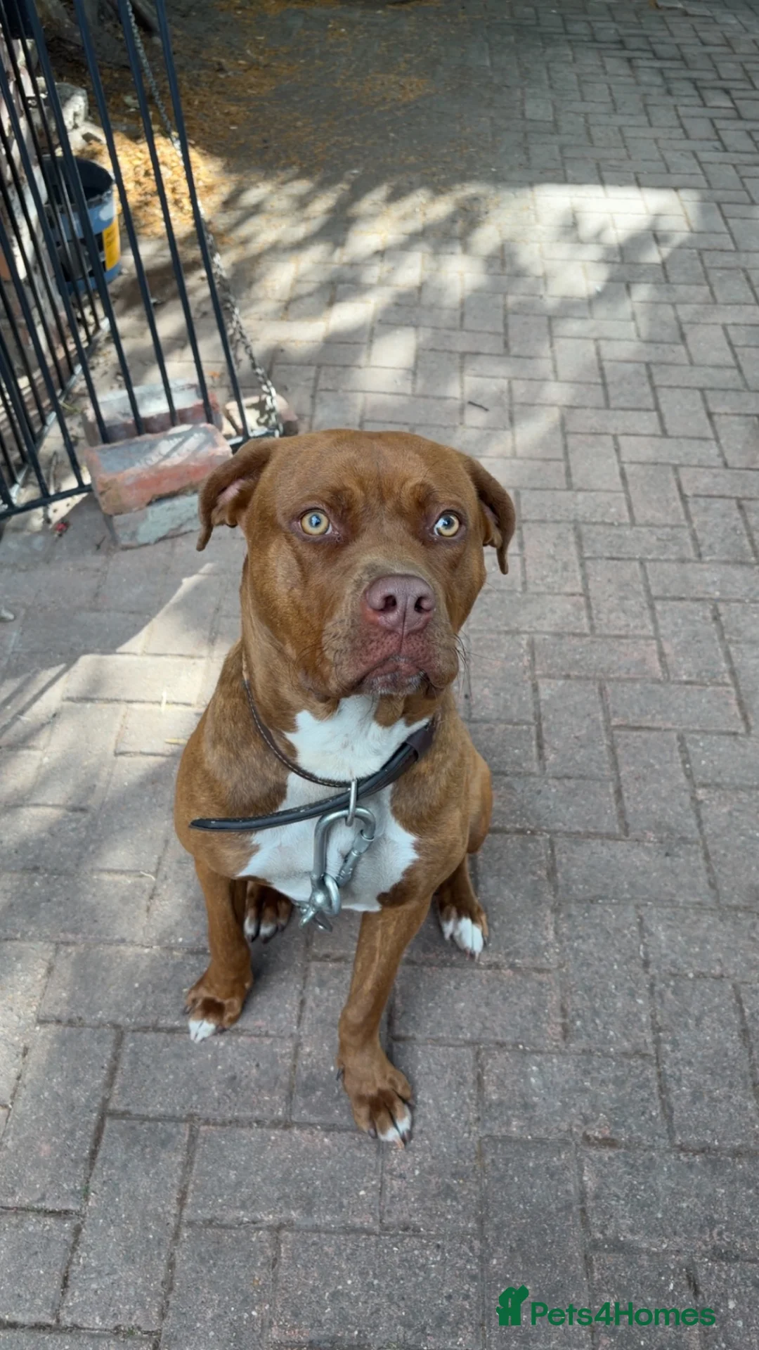 Mixed Breed dogs for sale: Cane corso x Doberman female  - Advert 1