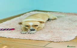 Mixed Breed dogs for adoption: Adopt Adorable Rescue puppy  Miki - Image 1