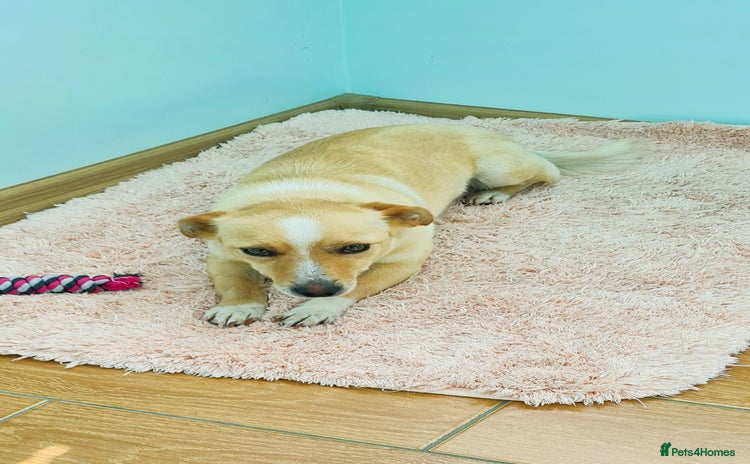 Mixed Breed dogs - Advert 1