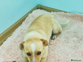 Mixed Breed dogs - Advert 2