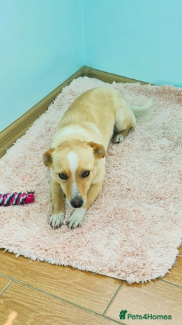 Mixed Breed dogs Adopt Adorable Rescue puppy Miki - Advert 1