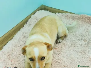 Mixed Breed dogs Adopt Adorable Rescue puppy Miki - Advert 3