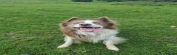 Border Collie dogs for stud: Lilac and red merle boys - Advert 3