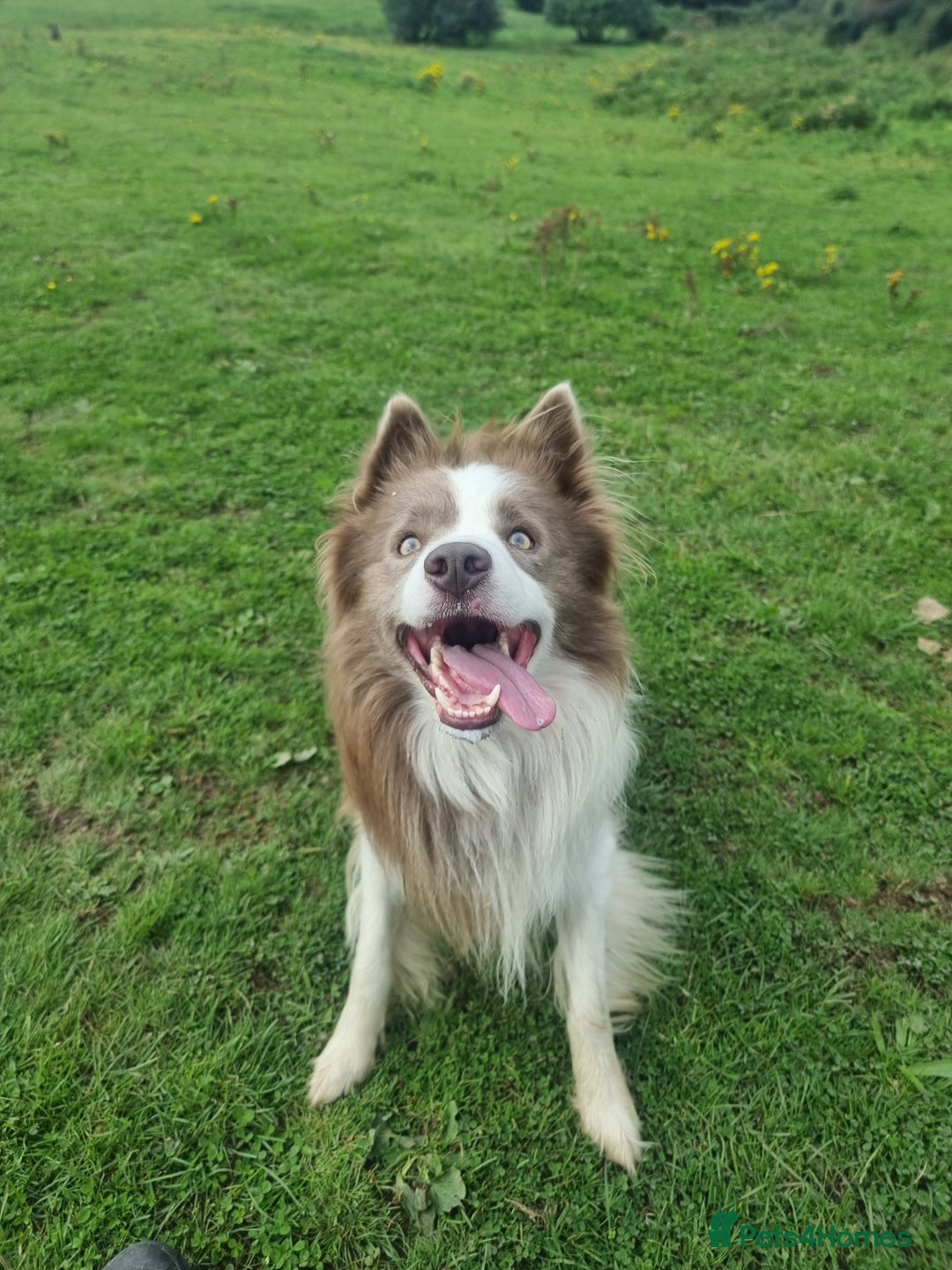 Border Collie dogs for stud: Lilac and red merle boys - Image 3