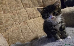 Mixed Breed cats for sale: Kittens - Image 6