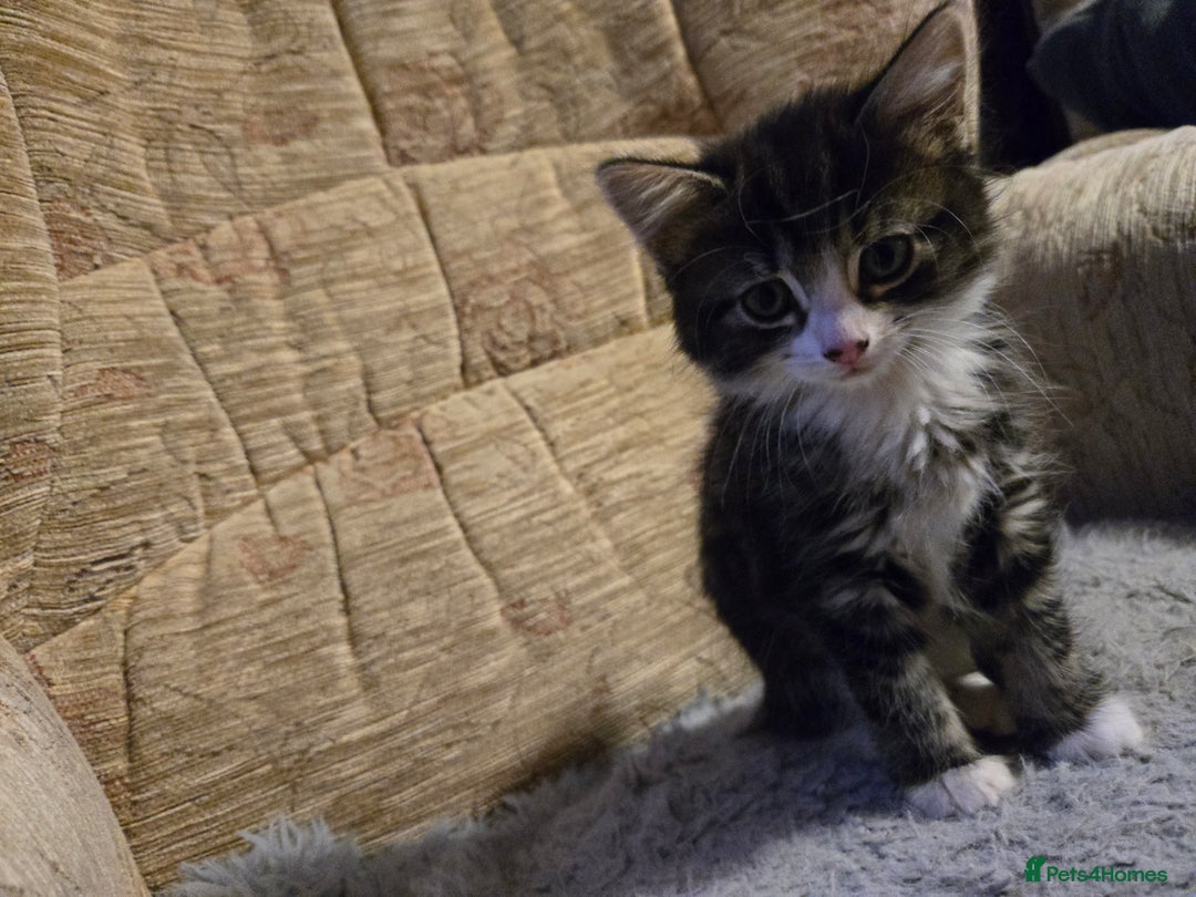 Mixed Breed cats for sale: Kittens - Image 6