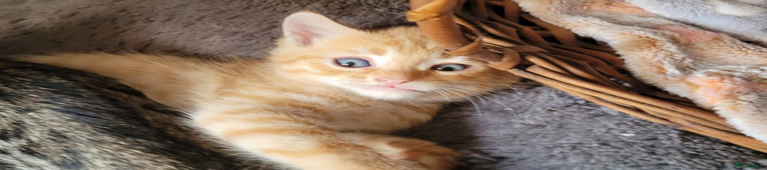 Bengal Kitten 1