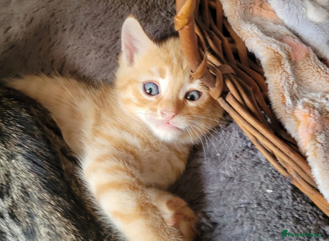 Bengal cats for sale: Bengal x ragdoll kittens - Image 2